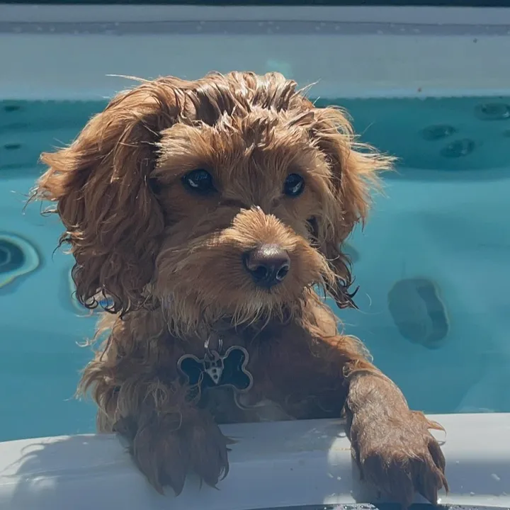 Sprout the funny dog