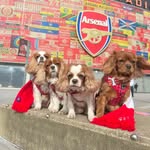 Rosie, Ruby, Charlie & Luna