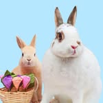 Pistachio y Baby Mochi | Los conejitos 🐰
