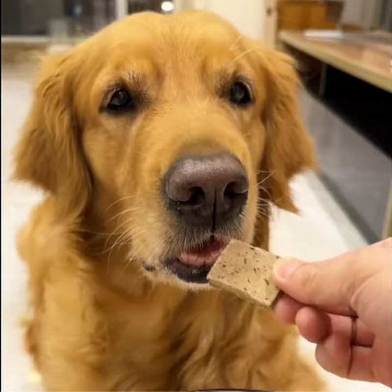 Funny Pet