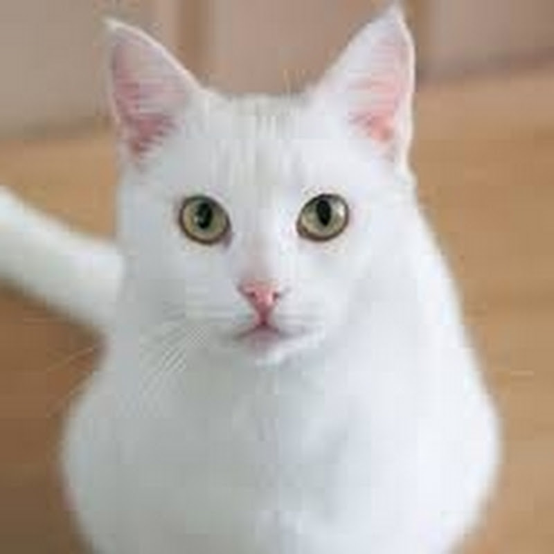 White Luna