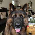 Benno vom Arkanum🐕🐾✌️13.06.20 Pfälzer Bub 🍷🍇
