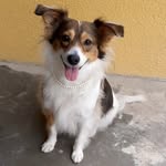 Cindy Lopet