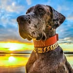 𝗢𝐃𝐈𝚴 ~ Blue Merle Great Dane 💙