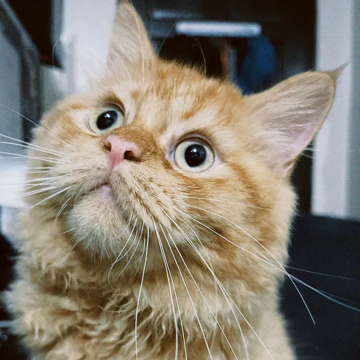 Ginger 😽 and Tsonggo 🐈‍⬛