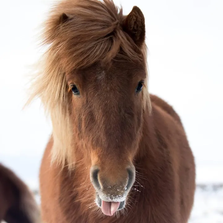 Horses of Iceland