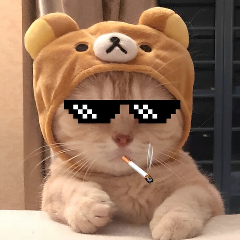 Real Cat Bombastic 
