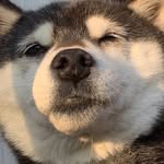 MimiJP