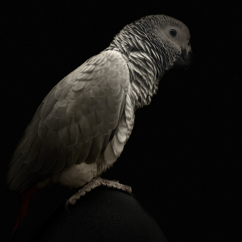 Mr. Spike - the Grey Bird