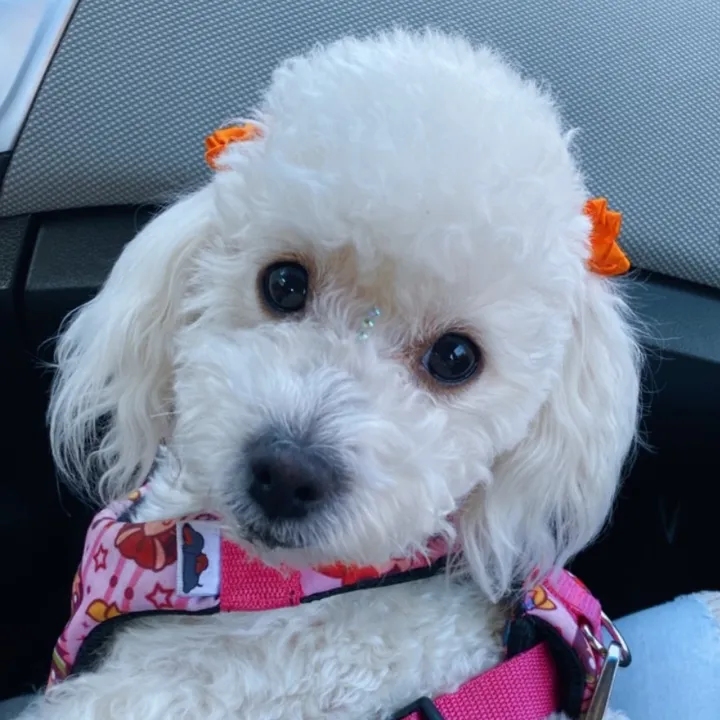 Sasha vilches gonzalez 🐶👑