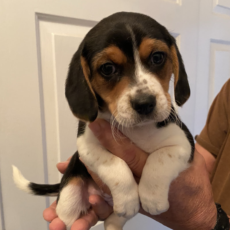 Eden Oaks Beagles.