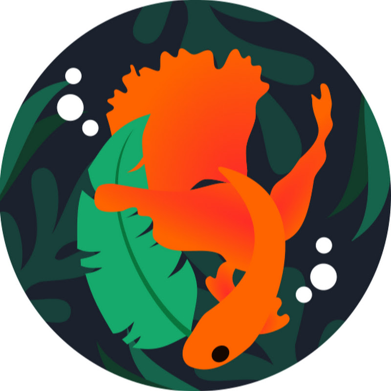 Mr. Betta - Fish tank