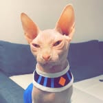 twix_sphinx