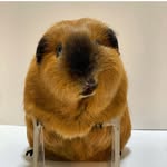 Dancelegendzoo