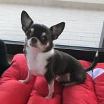 Panpimol AU-gust Krishnamra