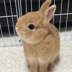 Daily Rabbit Content