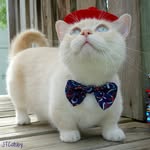 JT Catsby the Munchkin :)