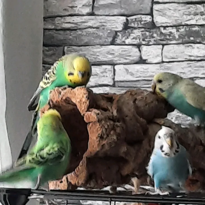 Rio and buddies~☆~♡~☆