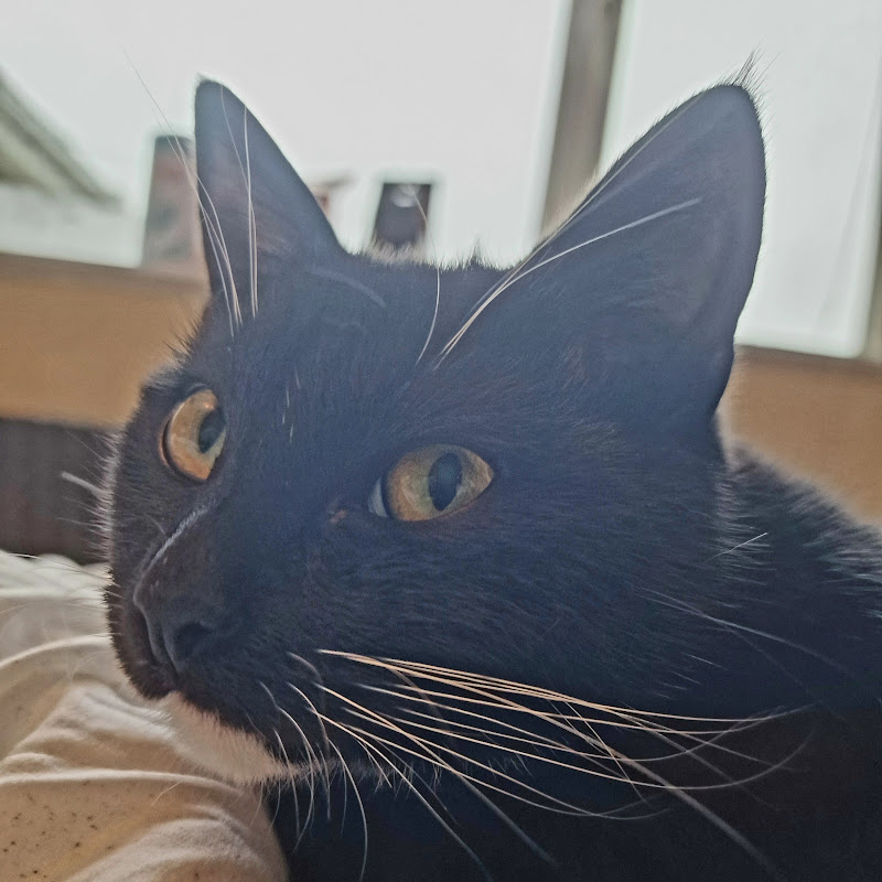 Mr. Steve the cat