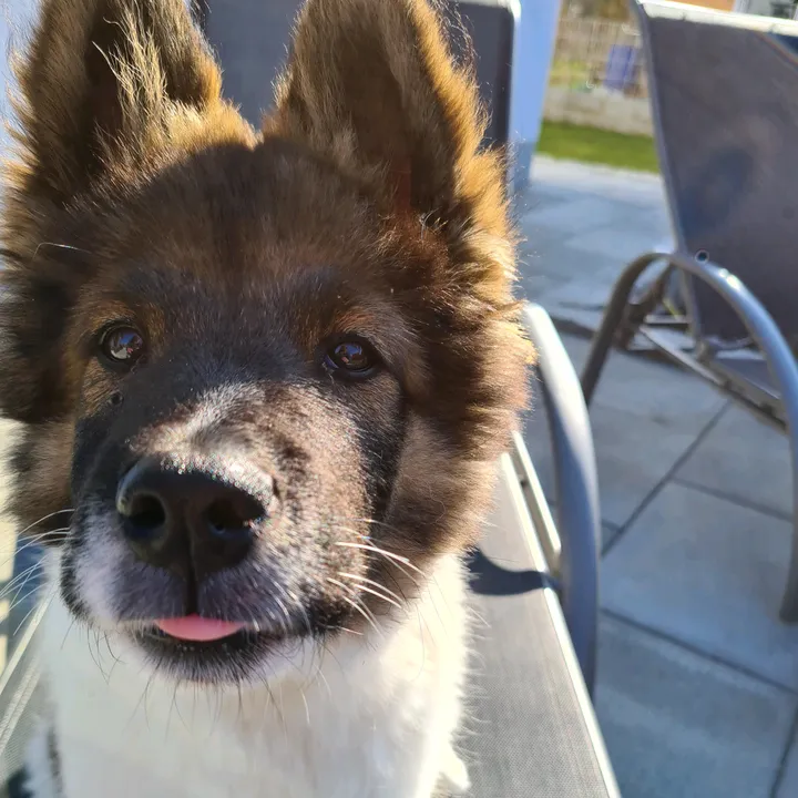 Leo vom Bergkristall & Angeln