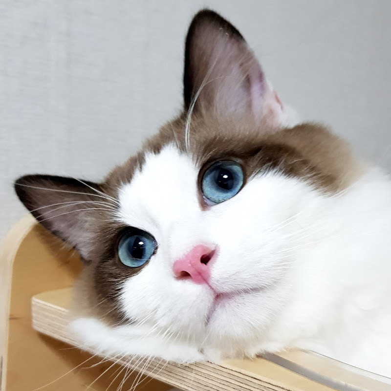도레미 집사네
