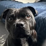 Maida  the Staffiegirl