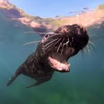 Beagz 👉 Freediver | Seal & Ocean Life