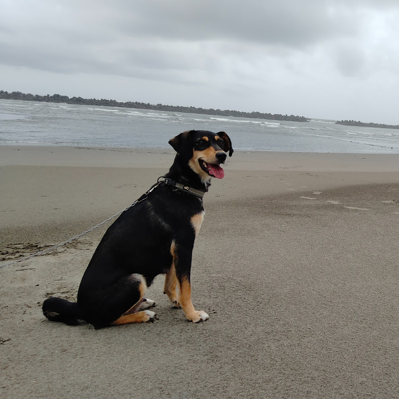 いつも一緒に犬と猫