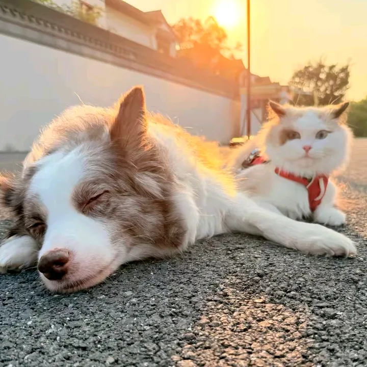 The Puppy Grows Up Diaries