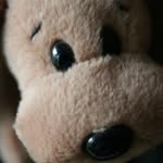 わんこ