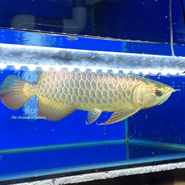 Hin Arowana Gallery