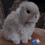 Bunny✨