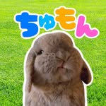うさぎの ちゅもん