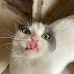Fluffy ꪆৎ