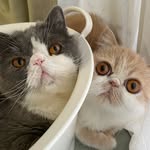 KAI and KUU