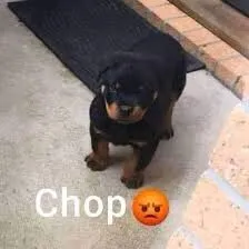 Chop 😡