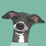 ITALIANGREYHOUND MARC
