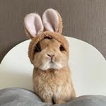 Rabbit Lovers 🐰