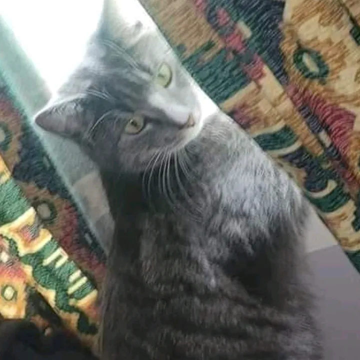 MineKatze01