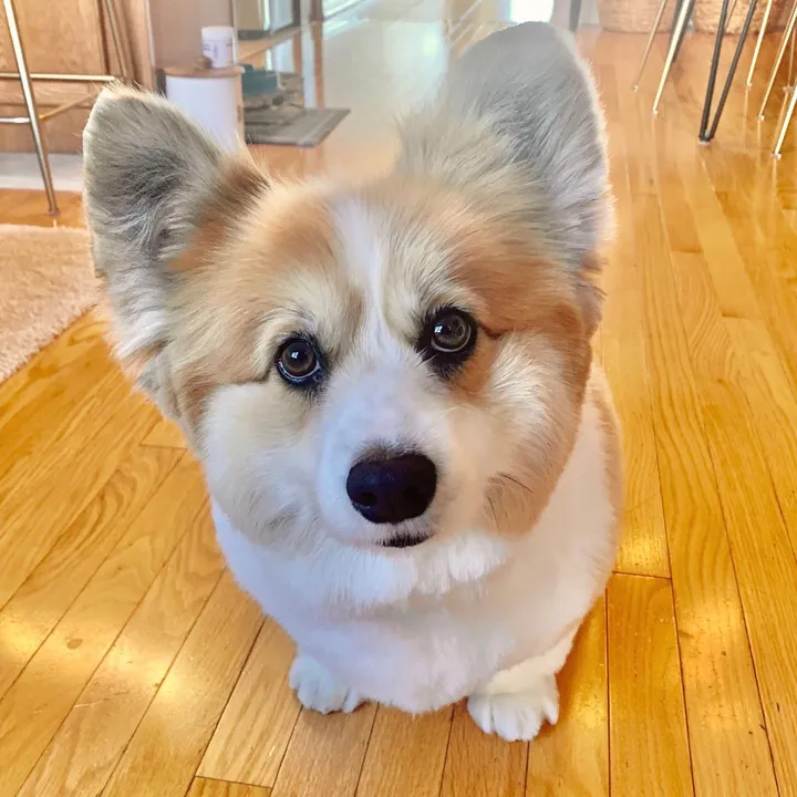 hudsonthefluffycorgi