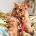TJ 🐈 - Złotowłosy Koci Przystojniak