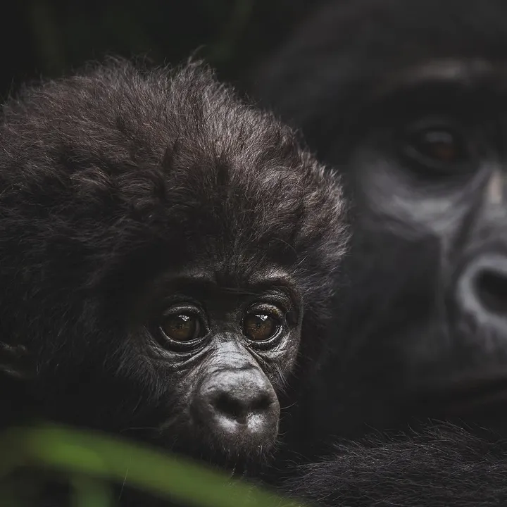 Apes Wild Forever