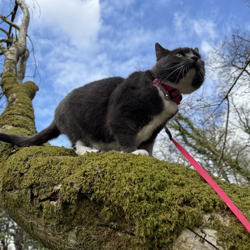 PAWS OF THE FOREST