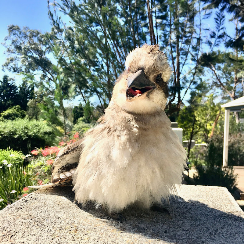 Kookaburra Family & Bird Friends Australia
