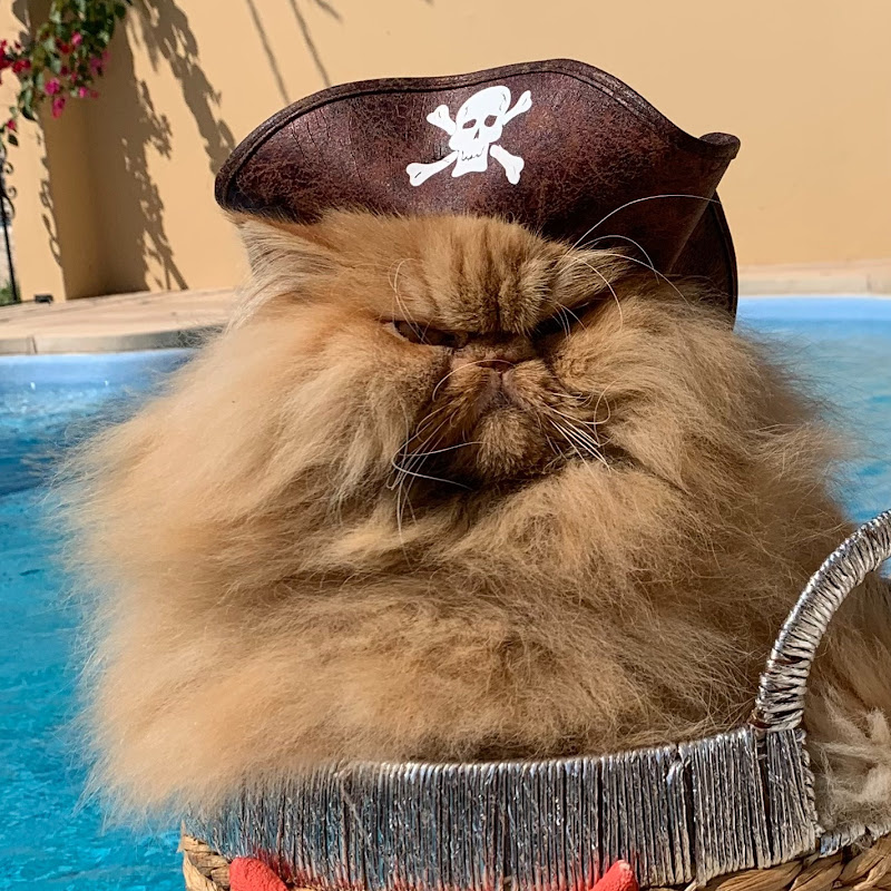 thezenkitty