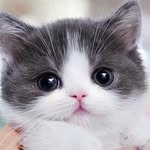 Cute | Cat | Kitten
