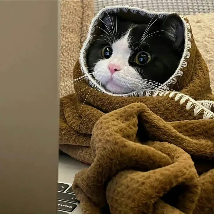 Funny cute dogs and cats