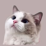 Pokka