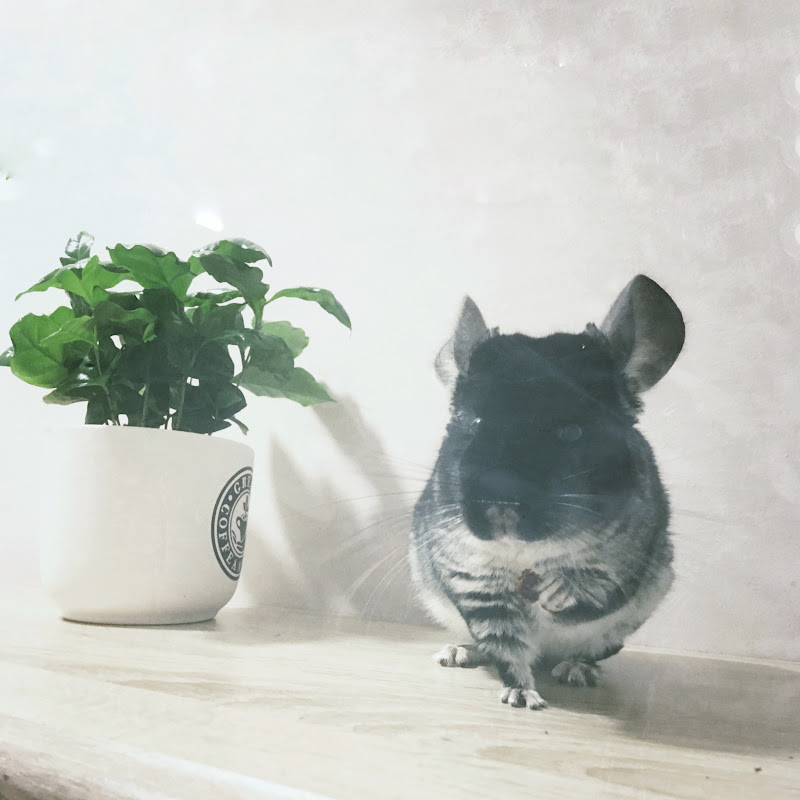 CHINCHILLA HOME