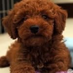 Boudreaux Poodles
